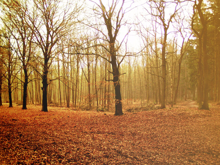 Autumn04