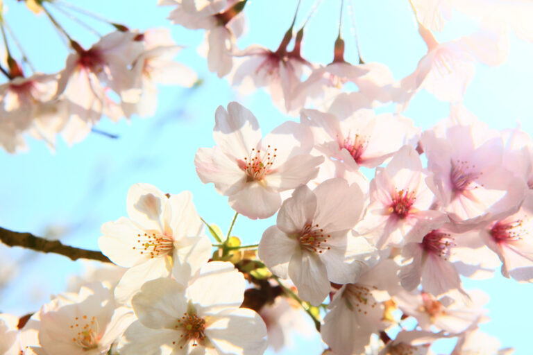 Shutterstock 29157232