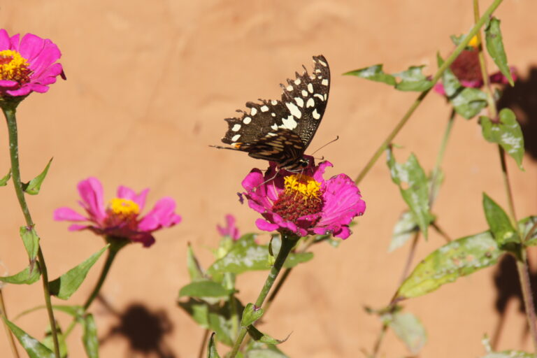 SONY DSC