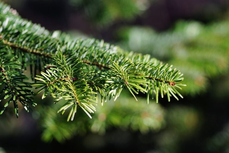 Christmas Tree 579685 960 720