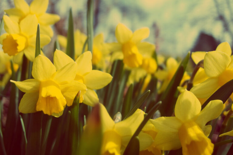 Yellow Daffodil