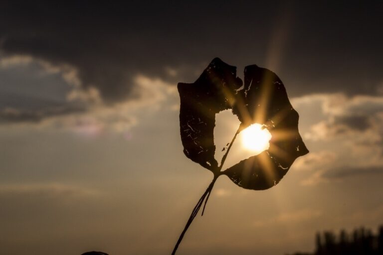 Heart Shape Hole In Leaf At Sunset
