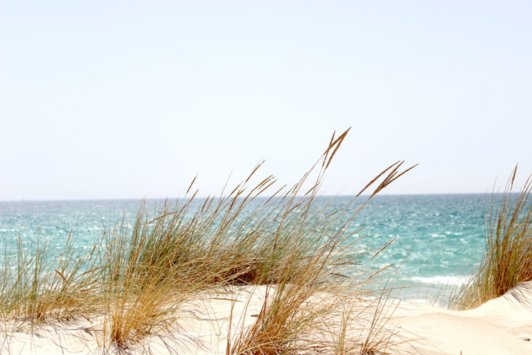 Beach Dawn Dune 662994
