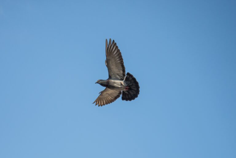 Animal Flight Flying 60249