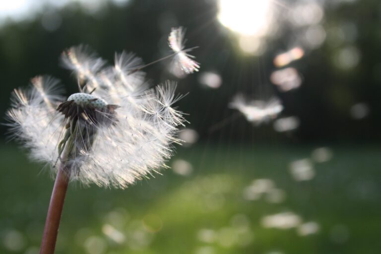 Dandelion Nature Sunlight 54300