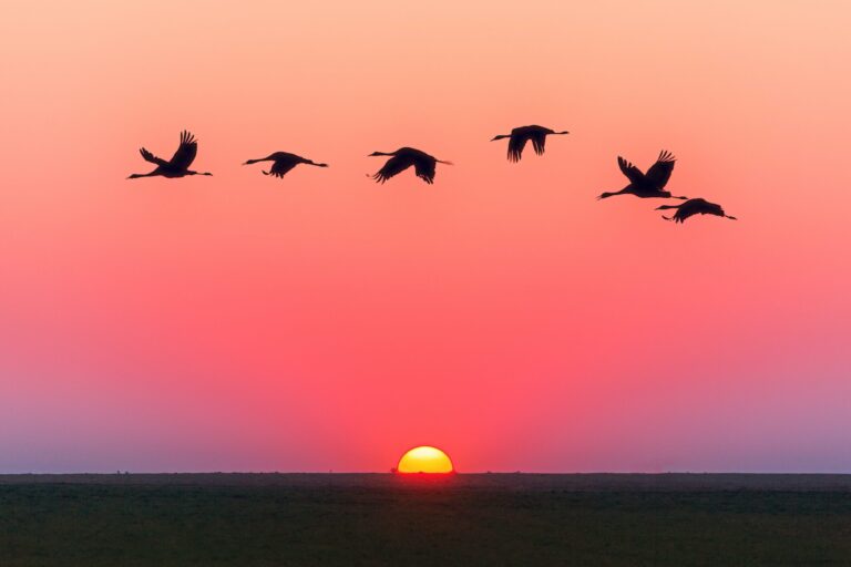 Birds Flying Over Body Of Water During Golden Hour 1126384